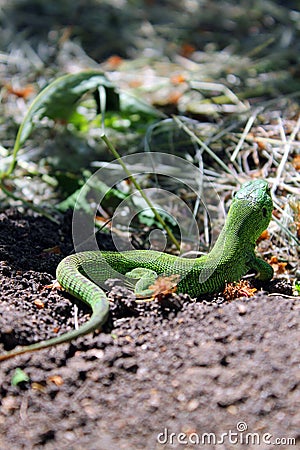 Little monitor lizard Stock Photo